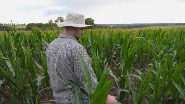 Hezký farmář stojící na poli a jemně se dotýkající kukuřičného stonku na ekologické farmě. Mladý dělník zkoumá kukuřičný stonek na zelené louce. Pojem zemědělské podnikání. Zavřít Zpomalený pohyb — Stock video