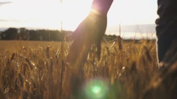 Detailní záběr mužské ruky, která se pohybuje nad pšenicí rostoucí na plantáži. Mladý muž kráčel přes pole ječmene a jemně hladil zlaté uši obilí. Sluneční světlo na pozadí. Zadní pohled Zpomalený pohyb — Stock video
