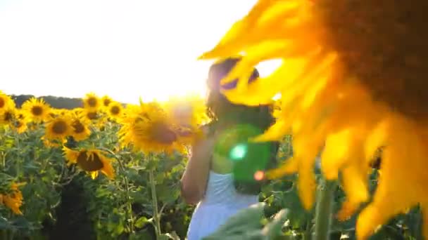 Jong meisje wandelend door het veld met zonnebloemen bij zonsondergang. Volg naar zorgeloze vrouw wandelen en genieten van prachtige natuur omgeving. Heldere zonsondergang zonnestralen schijnt door hoge stengels van planten — Stockvideo