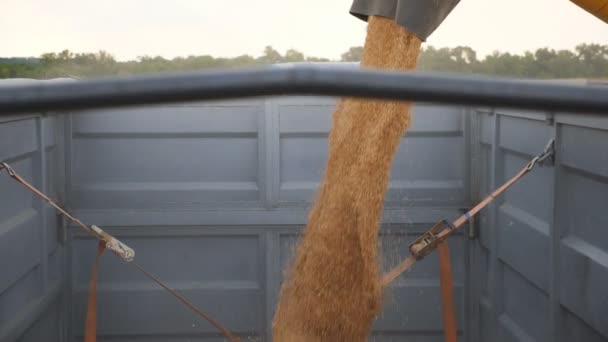 Combine la carga de granos de trigo en camión por la noche. Primer plano verter de centeno fresco en el remolque. Núcleos secos amarillos que caen de barrena de la cosechadora. Concepto de cosecha. Movimiento lento — Vídeos de Stock