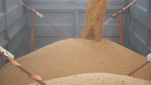 Combine o carregamento de grãos de trigo no caminhão após a colheita. Fechar o derrame de centeio fresco no reboque. Grânulos secos amarelos caindo em grupo. Conceito de agronomia. Movimento lento — Vídeo de Stock