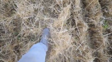 İnsanın bacakları kuru saman tekmeliyor. Buğday tarlasında yürüyen, spor ayakkabılı tanınmayan bir adam. Erkek ayağının basamakları. POV Yavaş çekim Kapat