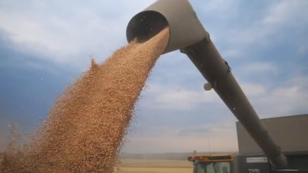 Combine o carregamento de grãos de trigo no caminhão à noite. Grânulos secos amarelos caindo de colheitadeira. Vista no fluxo de cevada recém-colhida derramando em reboque. Belo céu no fundo. Devagar. — Vídeo de Stock