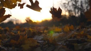 Sarı akçaağaç yaprakları sonbahar parkına düşüyor ve güneş parlıyor. Güzel manzara arka planı. Renkli sonbahar sezonu. Yavaş çekim. Yakın çekim.