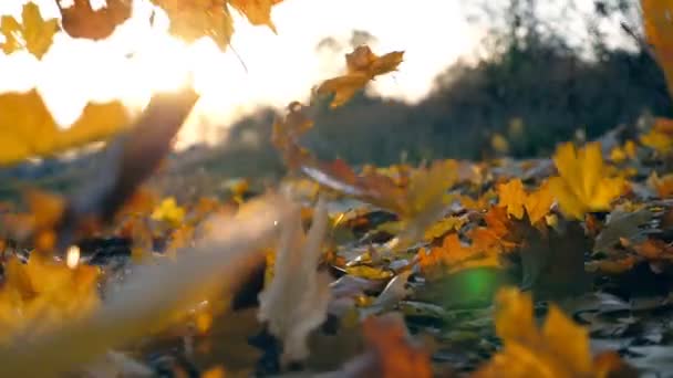 Hojas de arce amarillo está cayendo en el parque de otoño y el sol brilla a través de ella. Hermoso paisaje de fondo. Colorida temporada de otoño. Cámara lenta Primer plano — Vídeos de Stock