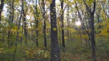 Sıcak güneş ışınları akçaağaç bitkilerinin yemyeşil yapraklarını aydınlatır. Parlak güneş ışığı sonbahar ormanında yüksek ağaç gövdelerini delip geçer. Güneşli bir günde güzel doğa manzarası. Dolly çekim ağır çekim