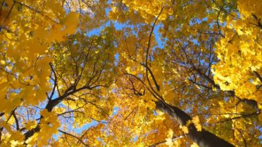 Güneşli bir günde sonbahar ormanında ağaçların tepelerine sarı akçaağaç yapraklarıyla bakmak. Arkaplanda parlak mavi gökyüzü olan gür yapraklı bitkiler. Güzel renkli sonbahar sezonu. Düşük görünüm Yavaş çekim