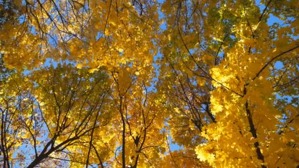 Vista a las copas de los árboles con hojas de arce amarillo con cielo azul brillante en el fondo. Coronas de plantas con follaje exuberante en el bosque de otoño en el día soleado. Hermosa temporada de otoño colorido. Disparo de rotación Lento mo — Vídeos de Stock