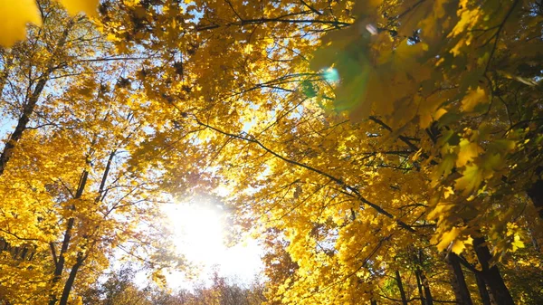 温暖的阳光穿过了公园里绿叶茂盛的植物冠。在阳光明媚的日子里,你可以在秋天的森林里看到黄枫叶的树梢.美丽多彩的秋天.低视野慢动作 — 图库照片
