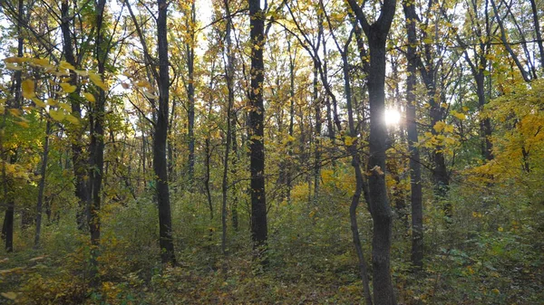Sıcak güneş ışınları akçaağaç bitkilerinin yemyeşil yapraklarını aydınlatır. Parlak güneş ışığı sonbahar ormanında yüksek ağaç gövdelerini delip geçer. Güneşli bir günde güzel doğa manzarası. Dolly çekim ağır çekim