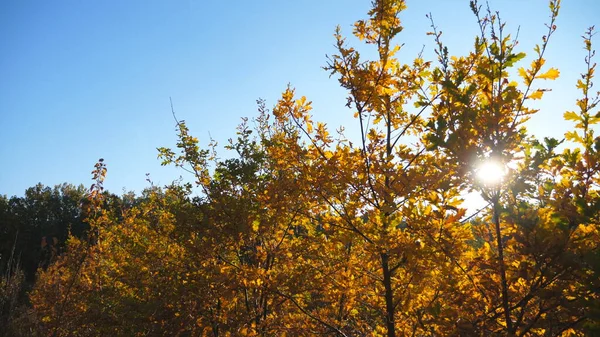 Os raios de sol quentes iluminam ramos de pequenas árvores no jardim de outono. A luz solar brilhante rompe a folhagem de fábricas de carvalho no parque. Bela paisagem natural no dia ensolarado. Guindaste tiro câmera lenta — Fotografia de Stock