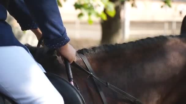 Irriconoscibile fantino professionista che cavalca a cavallo. Cavalla di razza che galoppa nell'assedio. Primo piano collo di cavallo bruno in esecuzione su allenamento o competizione. Sport equestre. Rallentatore — Video Stock