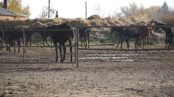 Herd van paarden wandelen in paddock van boerderij. Gefokte merries grazen bij de kraal. Uitzicht op gedomesticeerde dieren of vee op weide. Langzame beweging Close-up — Stockvideo