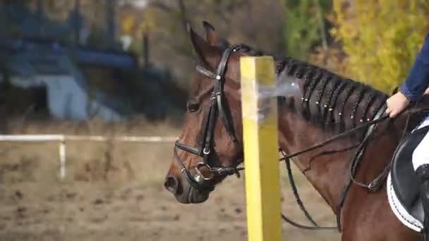Close up muzzle of beautiful brown horse running fast on training or competition. Professional jockey riding on horseback. Purebred mare galloping in manege. Equestrian sport. Slow motion — Stock Video