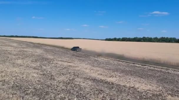 Zdjęcie z lotu czarnego pickupa jadącego w pobliżu pola pszenicy. Pojazd terenowy przejeżdżający przez pustą wiejską drogę. Latanie nad samochodem na wsi w letni dzień. Pojęcie rolnictwa — Wideo stockowe