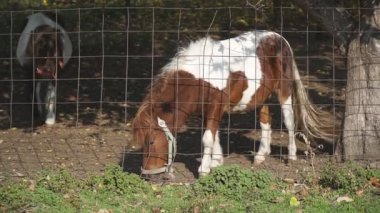 Çayırda otlayan iki küçük at ya da at. Safkan kısraklar çiftlikte besleniyor. Sabit çekim. Ağır çekim. Yakın çekim.