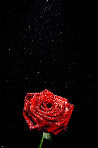 A close-up photograph of a deep red blossoming rose covered in droplets of water in front of a black background witch copy space.