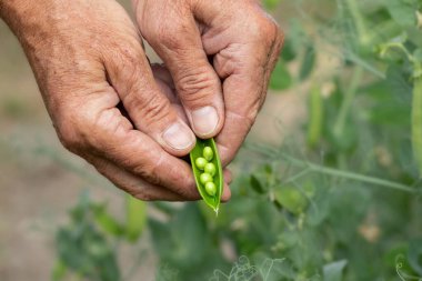 Farmer holding fresh juicy green peas in his hands top view.Harvest time.