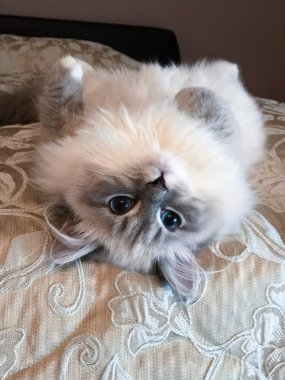 Genç komik konumunu battaniye arkasında yatan kedi beyaz ve kahverengi arka planlar üzerinde evin içinde yatak üstünden gözlemler