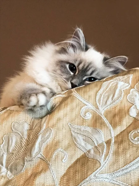 躺在毯子上的年轻白猫的肖像和观察从床的顶部在棕色背景的房子里 — 图库照片