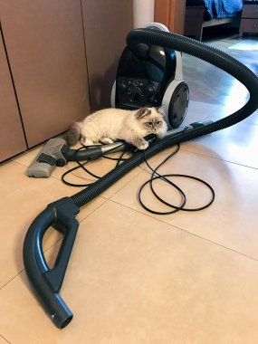 Sevimli beyaz genç kedi ev iç bir elektrik süpürgesi üzerinde bej tonda yatıyor