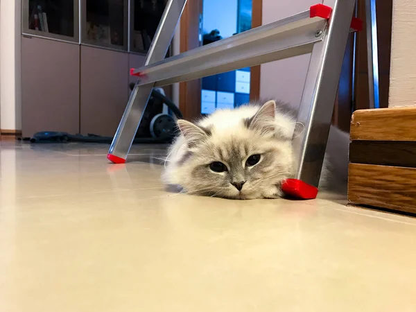 Cute young white cat lying under the ladder on the floor inside a house — Stock Photo, Image