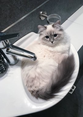 Sevimli Genç beyaz kedi beyaz seramik lavabo banyo içinde yatan