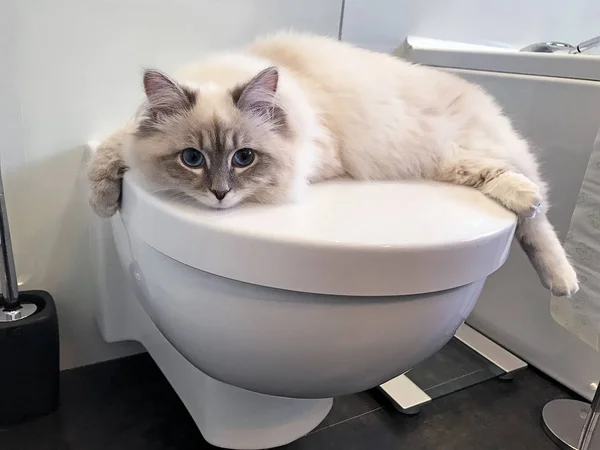 Charming young white cat lying on the white lid of toilet inside bathroom — Stock Photo, Image