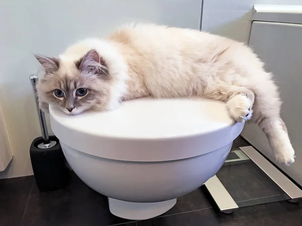 Sevimli Genç beyaz kedi tuvalet banyo içinde beyaz kapak yatan yakından görmek