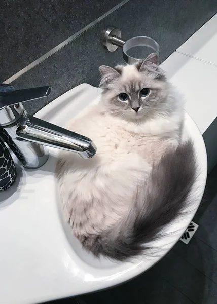 Charming young white cat lying on the white ceramic sink inside bathroom — Stock Photo, Image