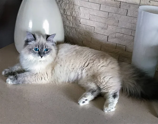 Bonito jovem gato branco deitado antes de grandes vasos brancos no chão dentro de uma casa — Fotografia de Stock