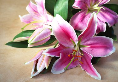 Top view on tender bouquet of pink lilies lies on natural color board, Valentines Day background, wedding day, Happy Birthday. Horizontal