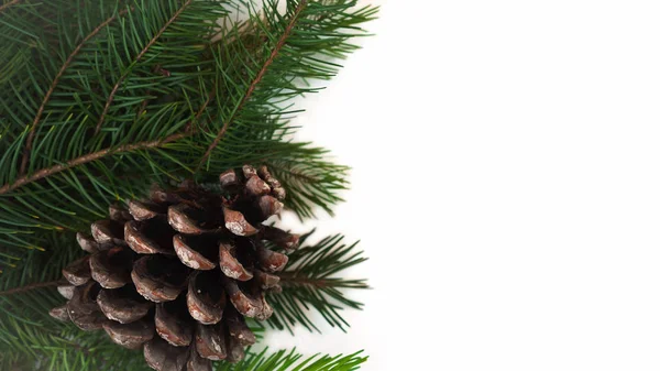Рождественское украшение елки ветви с шишкой сосны на белом фоне изолированы. Принято. Шаблон рождественских и новогодних открыток . — стоковое фото