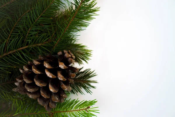 Christmas decoration fir tree branches with pine cone on white background isolated. Copy space. Christmas and New Year card template. Royalty Free Stock Images