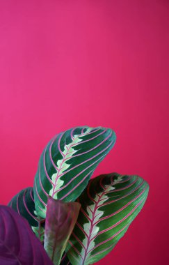 Pembe bir arka plan, en az kavramı kopya alanı metniniz için tropikal bitki yaprak gibi calathea renkli bırakır. Calathea Maranta, kırmızı dua bitki. Tropikal bitki örtüsü.