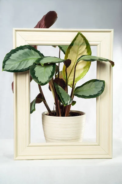 Creative layout made with calathea colorful green leaf and cream color frame on gray background. Calathea Maranta, Prayer plant. Tropical foliage.