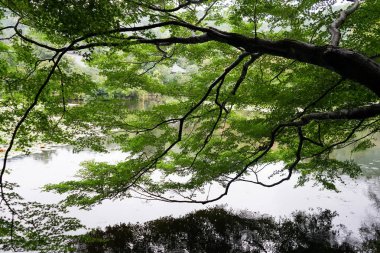 Kyoto, Japonya 'daki Japon bahçesi.