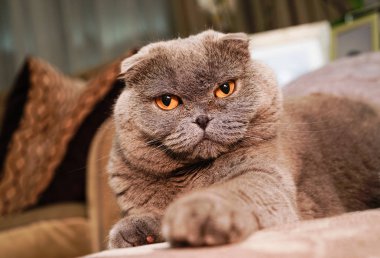 Ev iç gri mavi kedi içinde güzel İngiliz Scotish kat kedi portresi