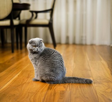 Ev iç gri mavi kedi içinde güzel İngiliz Scotish kat kedi portresi