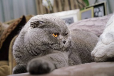 Ev iç gri mavi kedi içinde güzel İngiliz Scotish kat kedi portresi