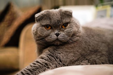 Ev iç gri mavi kedi içinde güzel İngiliz Scotish kat kedi portresi