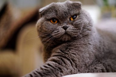 Ev iç gri mavi kedi içinde güzel İngiliz Scotish kat kedi portresi