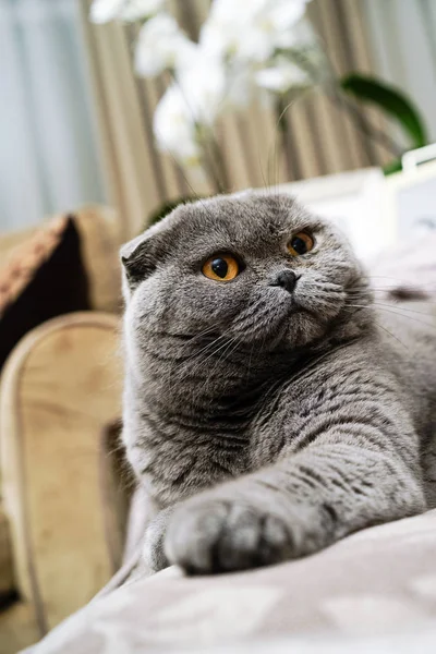 Retrato Belo Britânico Escocês Dobra Gato Casa Interiores Cinza Azul — Fotografia de Stock