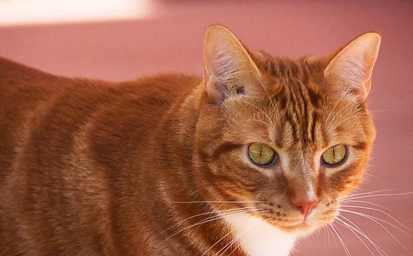 Portret ładny czerwony kot domowy z bliska na różowym tle. — Zdjęcie stockowe
