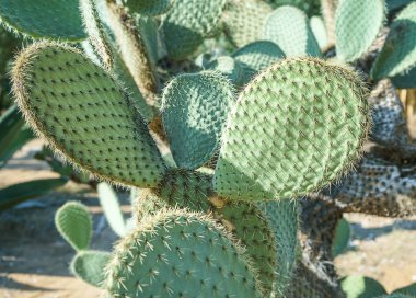Kaktüs manzara. Kaktüsler tarımı. Kaktüs alan. Bahçe bitki botanik bahçesinde harika ada Lokrum Dubrovnik Hırvatistan ve çiçek. Seçici odak.