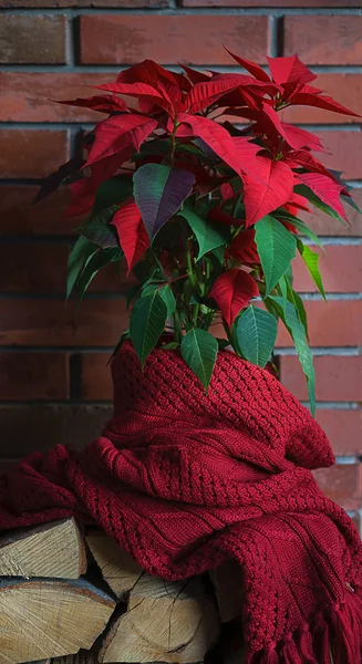 Рождественский цветок Poinsettia, Euphorbia Pulcherrima завернутый в красный шарф и украшения на деревянном столе на фоне стены из красного кирпича. Пространство для вашего текста. Поздравление с Новым годом — стоковое фото