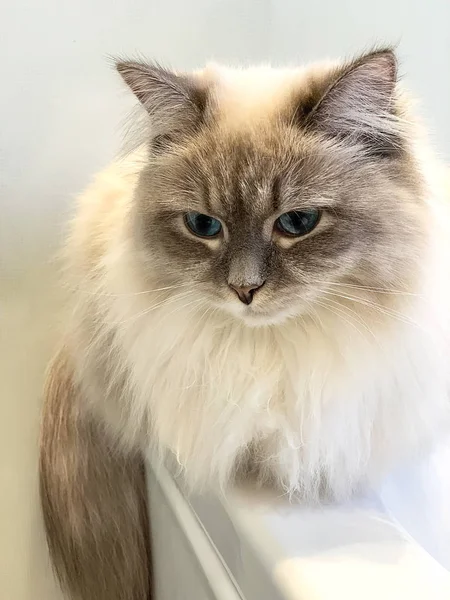 Chaton blanc mignon assis près de la fenêtre sur le rebord de la fenêtre à l'intérieur d'une maison. Vertical — Photo