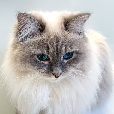 Sevimli Genç beyaz kedi kapalı gri arka plan üzerinde portresi. yakın çekim Sevimli kedi.