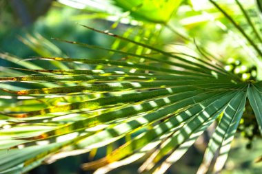 Playa de Formentor Cala Pi de la Posada, Cap Formentor 'da güzel plaj, Palma Mallorca, İspanya