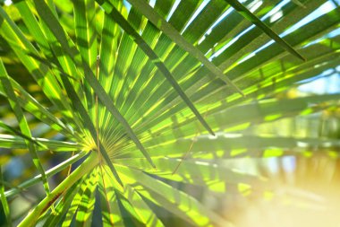 Playa de Formentor Cala Pi de la Posada, Cap Formentor 'da güzel plaj, Palma Mallorca, İspanya